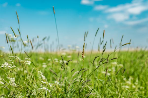 Cost of High Grass Trimming in Oviedo